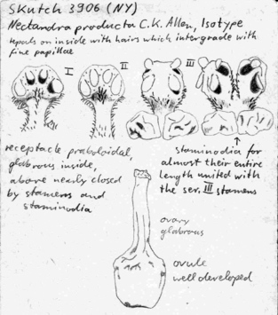 Vorschaubild Nectandra producta C.K. Allen